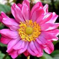 シュウメイギク,シュウメイギク,八重咲きシュウメイギク,八重咲きシュウメイギク,庭の花の画像
