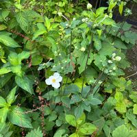 シュウメイギク,シュウメイギク,秋明菊,ミズヒキ,今日のお花の画像