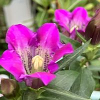 シュウメイギク,ハツユキカズラ,リンドウ,ジュズサンゴ,秋明菊の画像