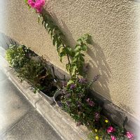 ブーゲンビリア,お散歩,癒し,素敵,可愛いね♡の画像