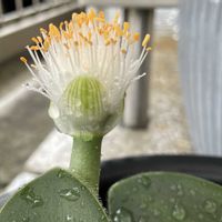マユハケオモトの画像