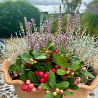 プラチーナ,チェッカーベリー,カル—ナ,寄せ植え,冬のハンギングの画像