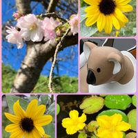 サザンカ,ダリア,パンジー・ビオラ,ヒマワリ,十月桜の画像