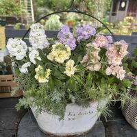 ストック,ビオラ,お庭,あめふり,お花のある暮らしの画像
