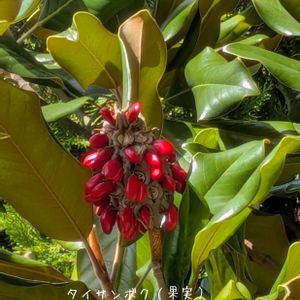 タイサンボク,タイサンボク,タイサンボク（果実）,モクレン科モクレン属の画像