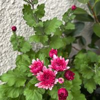 マユハケオモト,シロスジアマリリス,ポットマム　マウントオビスクの画像