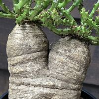 ユーフォルビア デシドゥア,多肉植物,ユーフォルビア,塊根植物,コーデックスの画像
