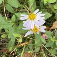アジサイ,アジサイ,ノコンギク,ノコンギク,紫陽花の画像