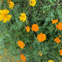 キバナコスモスの画像