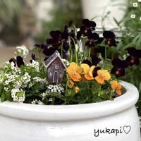 ガザニア,ビオラ,寄せ植え,花のある暮らし,キンギョソウアールグレイの画像