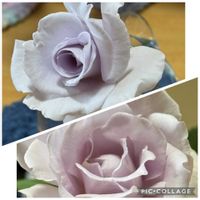 イワシャジン,バラ,パンジー・ビオラ,ベランダの画像