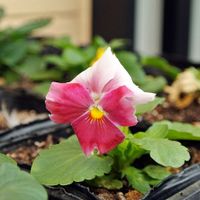 パンジービオラ,花びら,ビオラ・パンジー,種まきから育てる,蕾 つぼみの画像