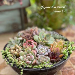 多肉植物の寄せ植え,多肉植物,多肉の寄せ植え,多肉のある暮らしの画像