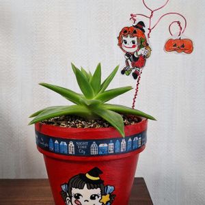 ジェイドポイント,エケベリア ジェイドポイント,朝顔ミルキーウェイ,オキナワスズメウリの実,多肉植物の画像