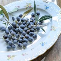 オリーブ,オリーブ,グリーンのある暮らし,雑貨好き,お花のある暮らしの画像