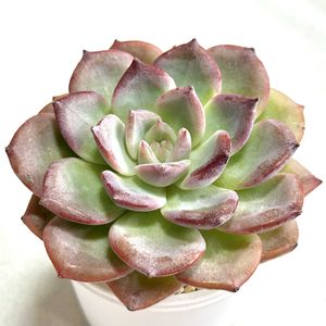 グリーンジェム,グリーンビーン,成長記録 ビヨンド,エケベリア ビヨンド,成長記録 グリーンビーンの画像