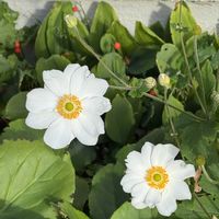 シュウメイギク,シュウメイギク,スズラン,日本スズラン,今日のお花の画像