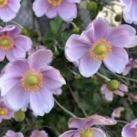 アサガオ,シュウメイギク,シュウメイギク,ペチュニア,好きな花の画像