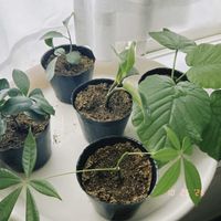 パキラ,ペペロミア,ガジュマル,ウンベラータ,観葉植物の画像