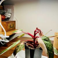 フィロデンドロン,育成ライト,観葉植物,ボタニカルライフ,植物のある暮らしの画像