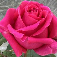 バラ,挿し木,ピンク❤︎ピンク,ピンクのバラ♡,ばら バラ 薔薇の画像