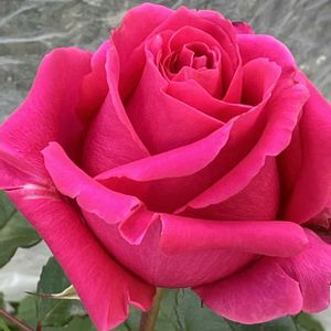 バラ,挿し木,ピンク❤︎ピンク,ピンクのバラ♡,ばら バラ 薔薇の画像
