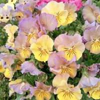 乙女心,ビオラ,お気に入り,ピンク,お気に入り♡の画像