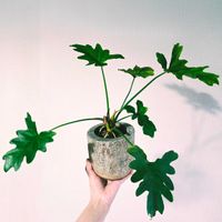 セロームの画像