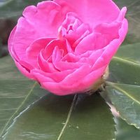 サザンカ,ダリア,ノコンギク,ムラサキシキブ,千日紅「ファイヤーワークス」の画像