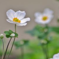 クズ,クズ,シュウメイギク,シュウメイギク,シュウメイギクの画像