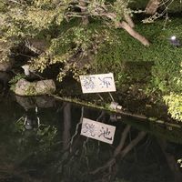 モミジの画像