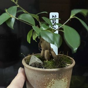 ガジュマル,サンスベリアハニーバニー,モンステラタイコンステレーション,サンスベリアミニスタッキー,キッチンの画像