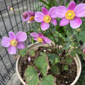 シュウメイギク,秋明菊,プランター,千葉県,お花大好き♡の画像