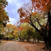 カエデ,北海道,お出かけ先の画像