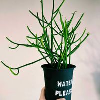 ミルクブッシュ,多肉植物,ユーフォルビアの画像