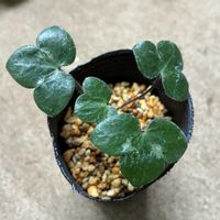 雪割草の画像