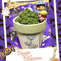 モナンテス ポリフィラ,多肉植物,自作リメ鉢,埼玉タニラー,モフモフ大好きの画像