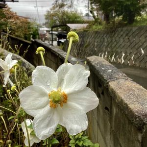 秋明菊,オウンスロー,ライラックミスト,今日のお花,簑葉信子の画像