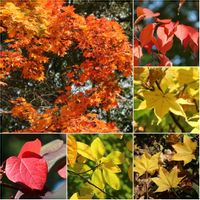 モミジ,マルバの木,オオバクロモジ,秋を感じる,紅葉（こうよう）の画像