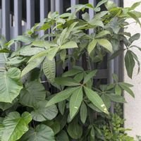 パキラ,観葉植物,熱帯植物,botanical life,こまりねこ パキラの画像