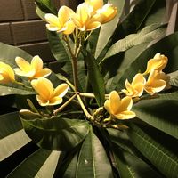 プルメリアの画像