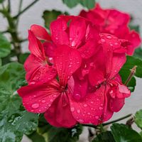 ゼラニウム,ご近所散歩,今日のお散歩,歩くの大好き♡の画像