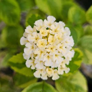 ランタナ,ミニランタナ,ミニランタナ　クリーム斑入り,鉢植え,明るい日陰の画像