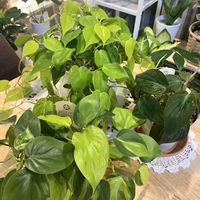 フィロデンドロン,フィロデンドロンオキシカルジウム,フィロデンドロンミカンス,観葉植物,リビングの画像