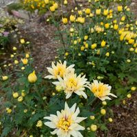 ヘリクリサム,小菊,ガーデニング,花のある暮らし,ハロウィン月間の画像
