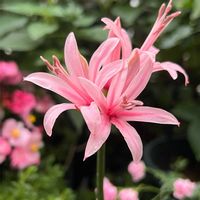 ポットマム,ダイヤモンドリリー,ダリア　マキシ,スーパートレニア カタリーナ ラムレーズン,小さな庭の画像