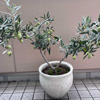オリーブの画像