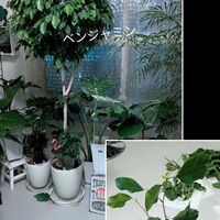 ベンジャミン,フィカス,観葉植物の画像