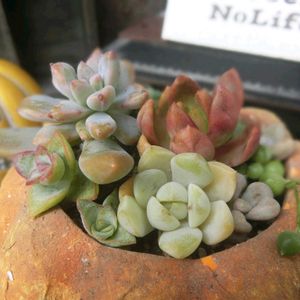 多肉植物いろいろ,カラスバミセバヤ,多肉植物,多肉植物寄せ植え,多肉大好きの画像
