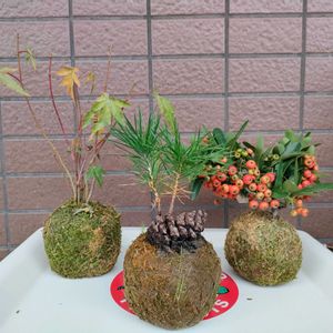 ピラカンサ,黒松,苔（苔玉）,モミジ苔玉,黒松ボックリの苔玉の画像